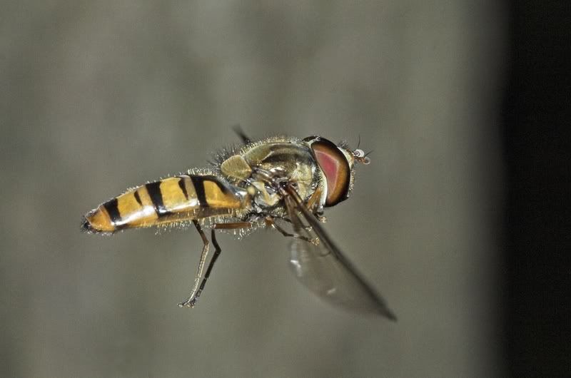 IMAGE: http://i62.photobucket.com/albums/h89/alliec_2006/Hover4-1.jpg