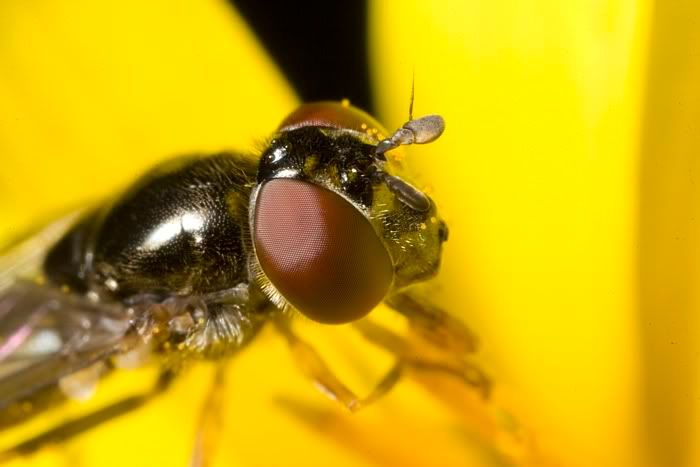 IMAGE: http://i62.photobucket.com/albums/h89/alliec_2006/Hover4-2.jpg