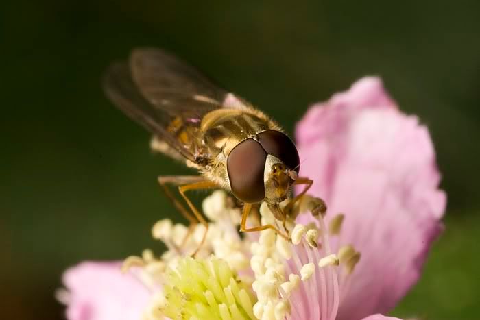 IMAGE: http://i62.photobucket.com/albums/h89/alliec_2006/Hover4-3.jpg