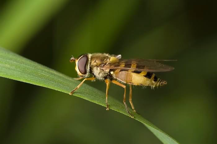 IMAGE: http://i62.photobucket.com/albums/h89/alliec_2006/Hover4-4.jpg