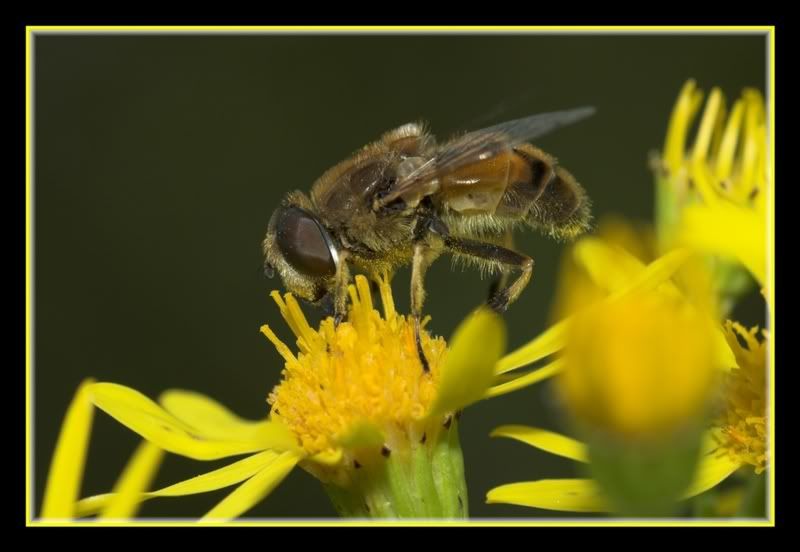 IMAGE: http://i62.photobucket.com/albums/h89/alliec_2006/Hover4.jpg