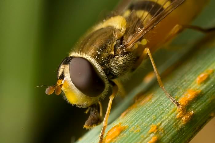 IMAGE: http://i62.photobucket.com/albums/h89/alliec_2006/Hover5-2.jpg