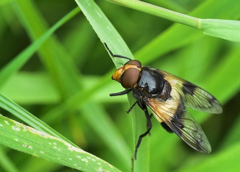 IMAGE: http://i62.photobucket.com/albums/h89/alliec_2006/HoverGrass.jpg