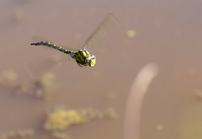 IMAGE: http://i62.photobucket.com/albums/h89/alliec_2006/IMG_5054-1.jpg