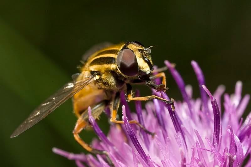 IMAGE: http://i62.photobucket.com/albums/h89/alliec_2006/IMG_5122-1.jpg