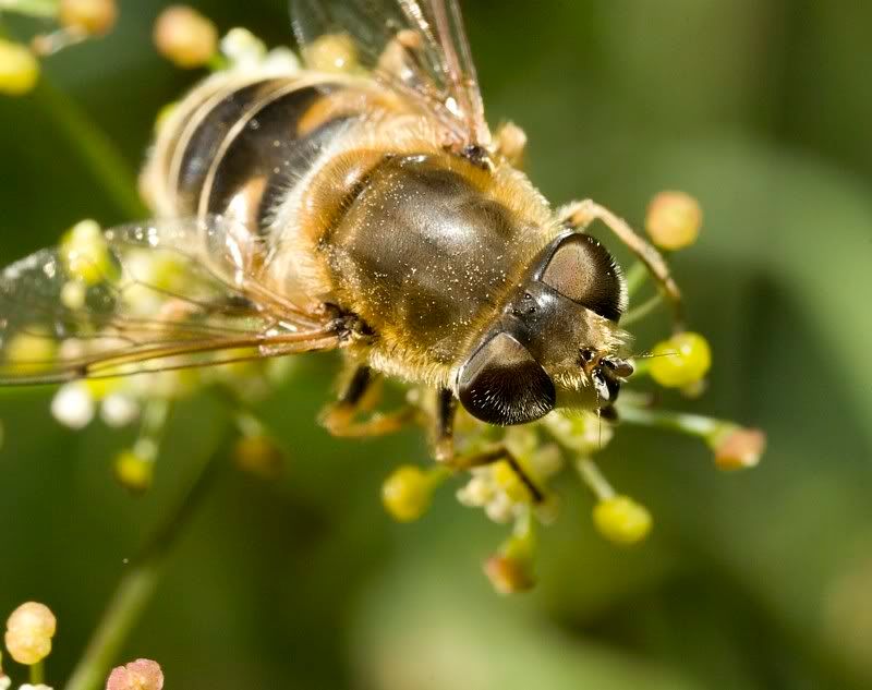 IMAGE: http://i62.photobucket.com/albums/h89/alliec_2006/IMG_5132-1.jpg