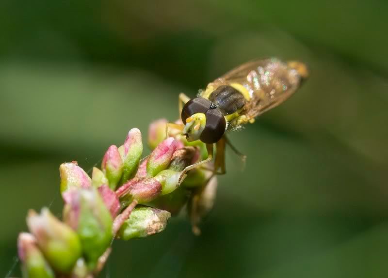 IMAGE: http://i62.photobucket.com/albums/h89/alliec_2006/IMG_5153-1.jpg