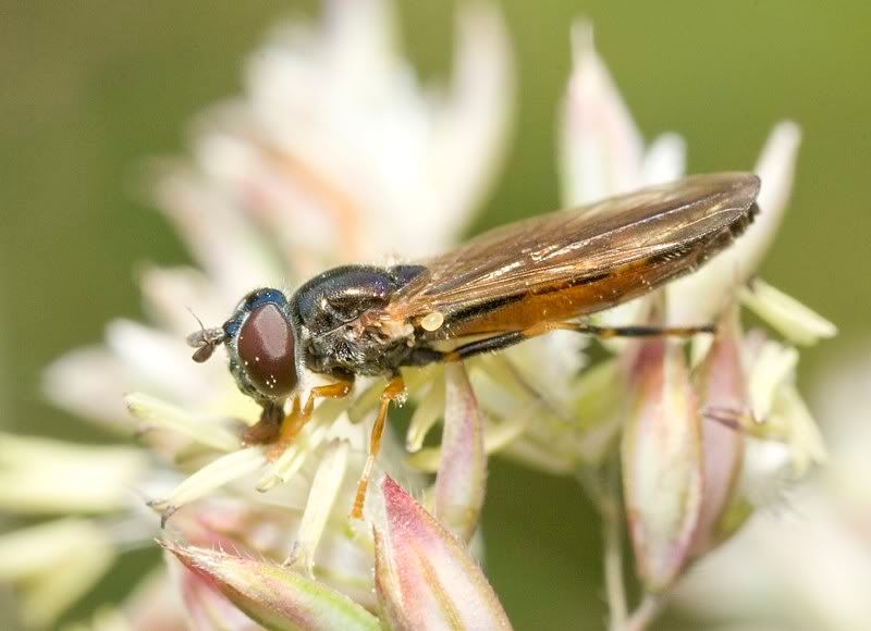 IMAGE: http://i62.photobucket.com/albums/h89/alliec_2006/IMG_5223-1.jpg