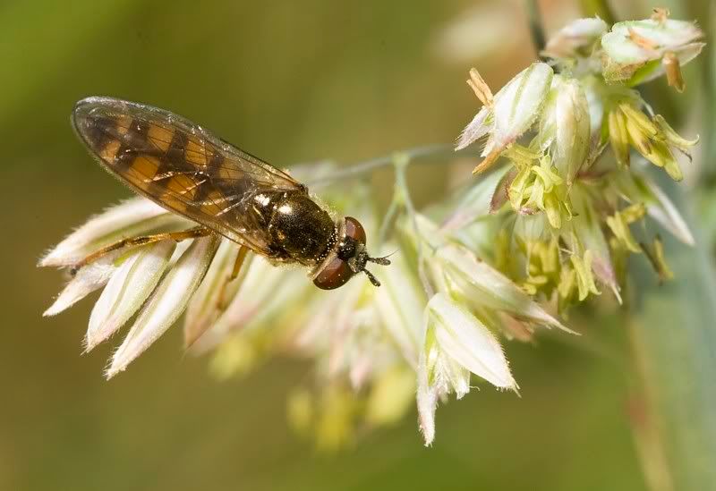 IMAGE: http://i62.photobucket.com/albums/h89/alliec_2006/IMG_5290-1.jpg