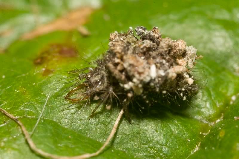 IMAGE: http://i62.photobucket.com/albums/h89/alliec_2006/IMG_5295-1.jpg