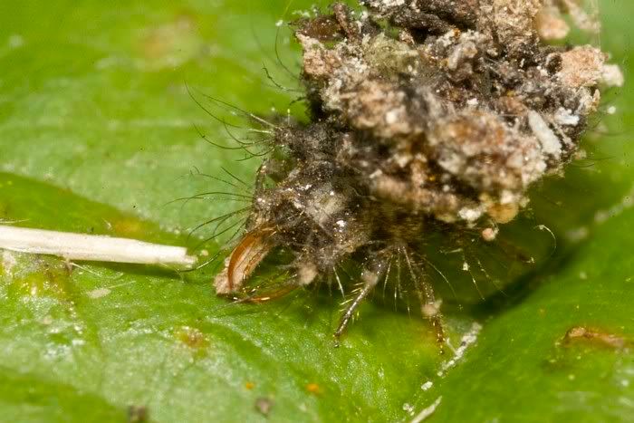 IMAGE: http://i62.photobucket.com/albums/h89/alliec_2006/IMG_5324-1.jpg