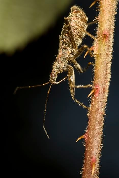 IMAGE: http://i62.photobucket.com/albums/h89/alliec_2006/IMG_6317a.jpg