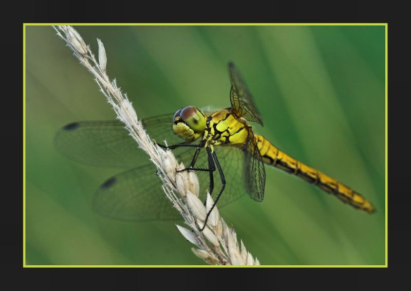 IMAGE: http://i62.photobucket.com/albums/h89/alliec_2006/IMG_8485-01.jpg