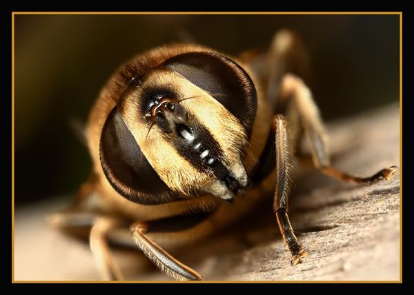 IMAGE: http://i62.photobucket.com/albums/h89/alliec_2006/Inquisitive.jpg