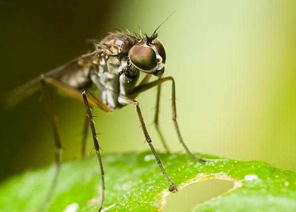 IMAGE: http://i62.photobucket.com/albums/h89/alliec_2006/LLF.jpg