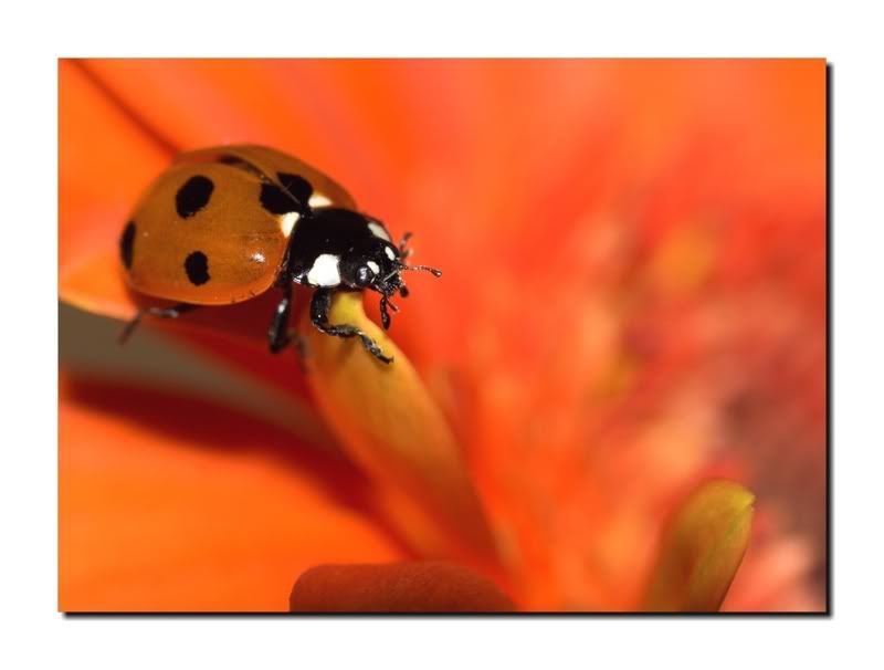 IMAGE: http://i62.photobucket.com/albums/h89/alliec_2006/Ladybird2.jpg