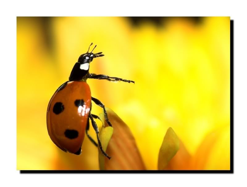 IMAGE: http://i62.photobucket.com/albums/h89/alliec_2006/Ladybird3.jpg