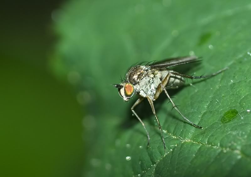 IMAGE: http://i62.photobucket.com/albums/h89/alliec_2006/Longleggedfly1.jpg
