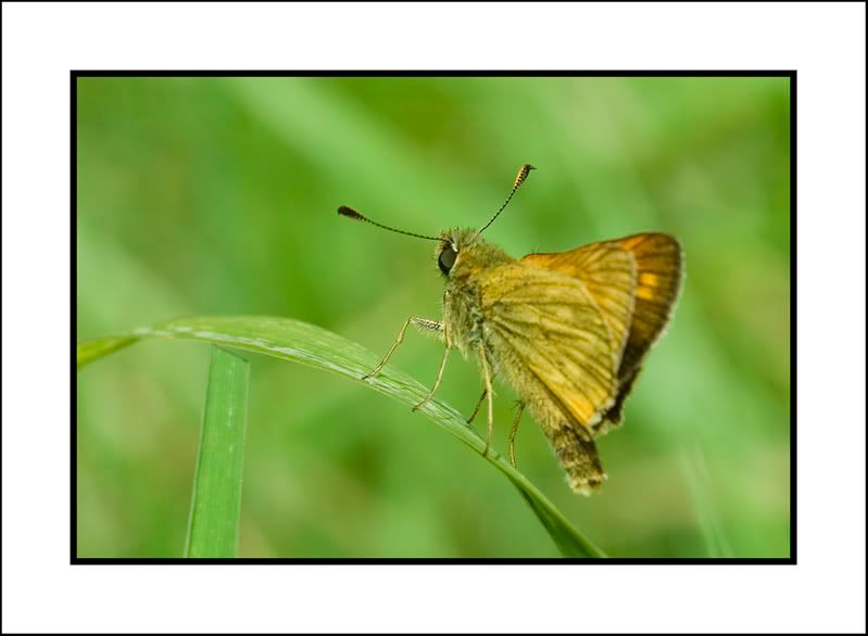 IMAGE: http://i62.photobucket.com/albums/h89/alliec_2006/Moth.jpg