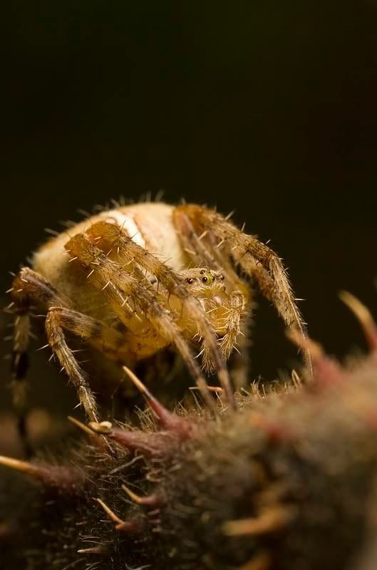 IMAGE: http://i62.photobucket.com/albums/h89/alliec_2006/Orb3.jpg