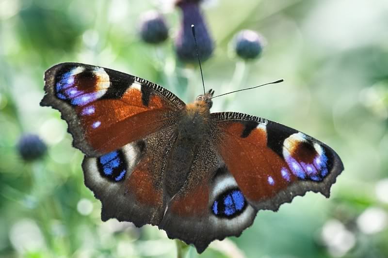 IMAGE: http://i62.photobucket.com/albums/h89/alliec_2006/Peacock.jpg