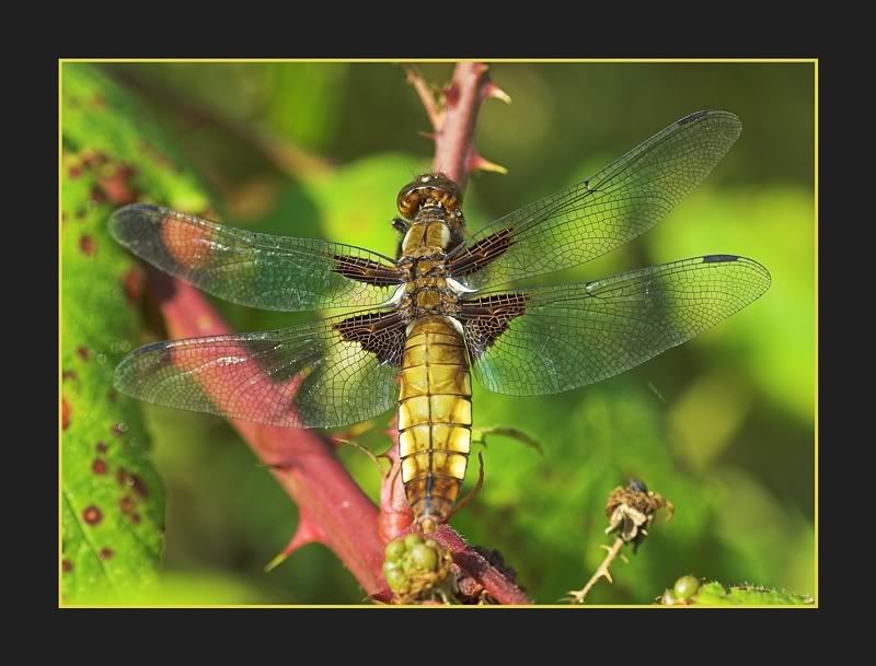 IMAGE: http://i62.photobucket.com/albums/h89/alliec_2006/Photobucket1-1.jpg