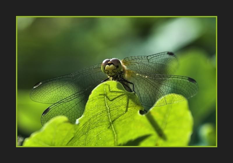 IMAGE: http://i62.photobucket.com/albums/h89/alliec_2006/Photobucket1-2.jpg