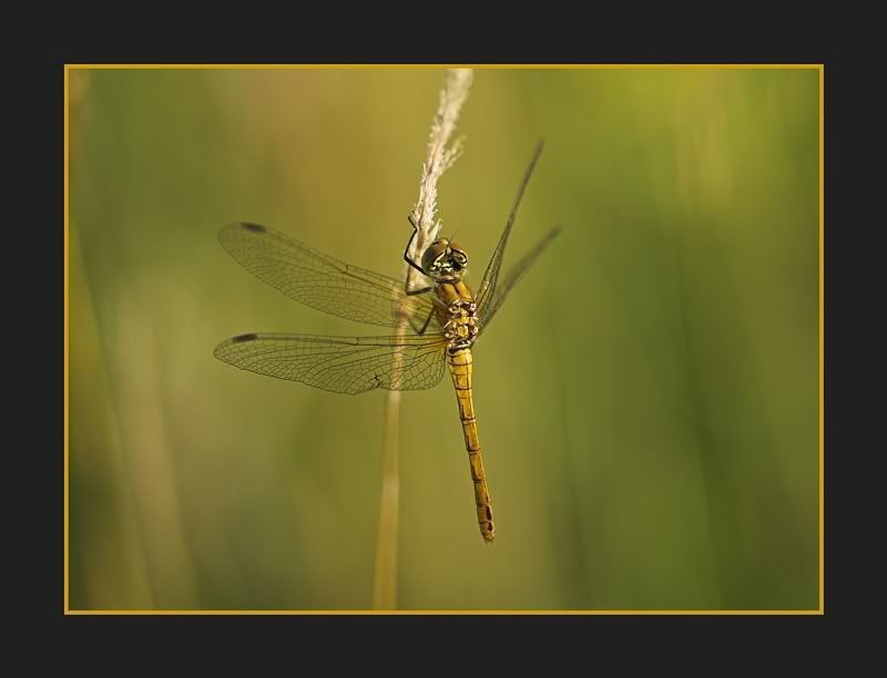 IMAGE: http://i62.photobucket.com/albums/h89/alliec_2006/Photobucket1.jpg