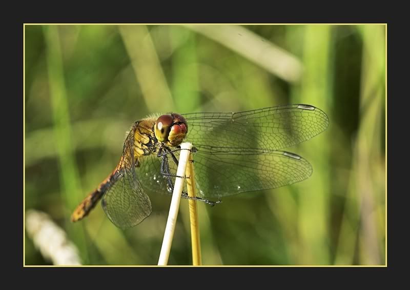 IMAGE: http://i62.photobucket.com/albums/h89/alliec_2006/Photoucket1.jpg