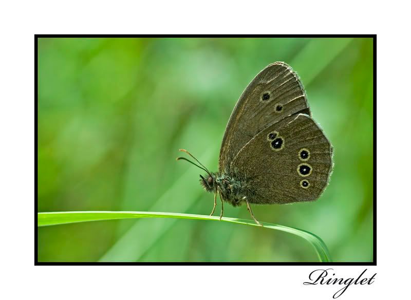IMAGE: http://i62.photobucket.com/albums/h89/alliec_2006/Ringlet.jpg
