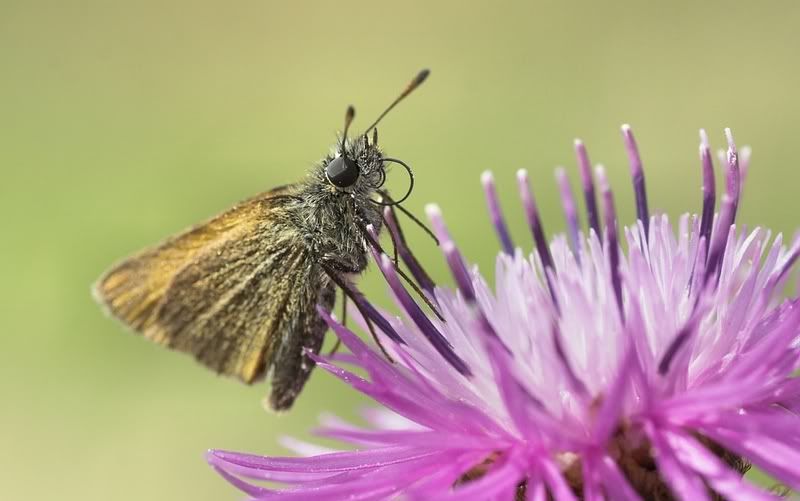 IMAGE: http://i62.photobucket.com/albums/h89/alliec_2006/Skipper1.jpg