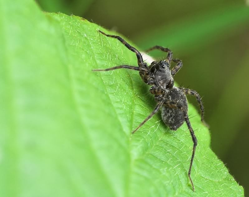 IMAGE: http://i62.photobucket.com/albums/h89/alliec_2006/Spider.jpg