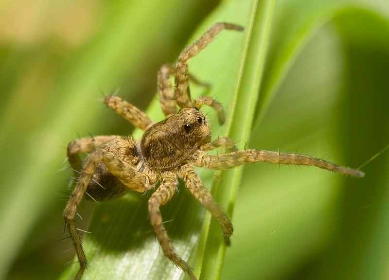 IMAGE: http://i62.photobucket.com/albums/h89/alliec_2006/Spider2-1.jpg
