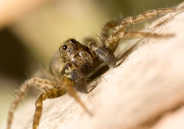 IMAGE: http://i62.photobucket.com/albums/h89/alliec_2006/Spider2-3.jpg