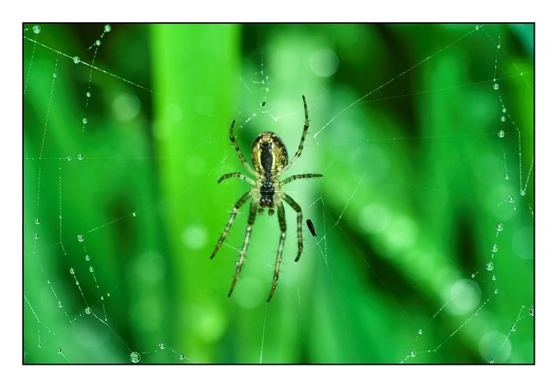 IMAGE: http://i62.photobucket.com/albums/h89/alliec_2006/Spider2.jpg