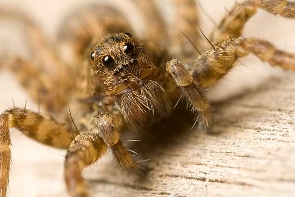 IMAGE: http://i62.photobucket.com/albums/h89/alliec_2006/Spider3.jpg
