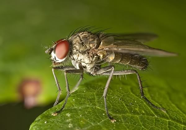 IMAGE: http://i62.photobucket.com/albums/h89/alliec_2006/Stackfy4potn.jpg