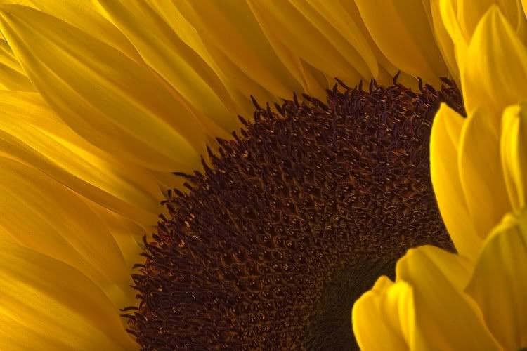 IMAGE: http://i62.photobucket.com/albums/h89/alliec_2006/Sunflower.jpg