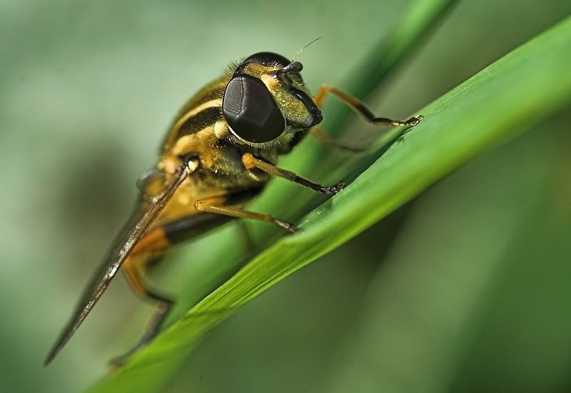 IMAGE: http://i62.photobucket.com/albums/h89/alliec_2006/Sunshinehover.jpg