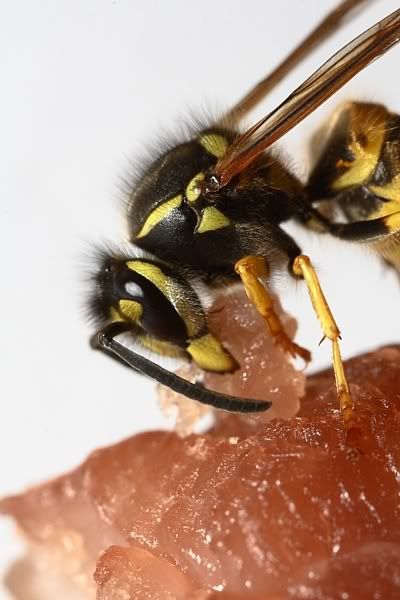 IMAGE: http://i62.photobucket.com/albums/h89/alliec_2006/Wasp1.jpg