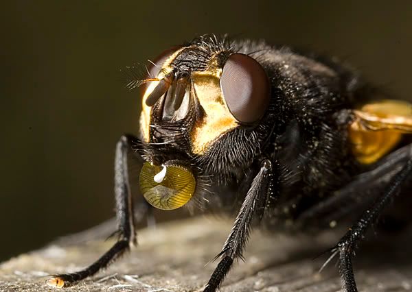 IMAGE: http://i62.photobucket.com/albums/h89/alliec_2006/YellowFlyBubble1.jpg