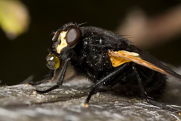 IMAGE: http://i62.photobucket.com/albums/h89/alliec_2006/YellowFlyBubble2.jpg