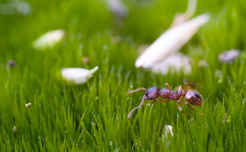 IMAGE: http://i62.photobucket.com/albums/h89/alliec_2006/ant.jpg