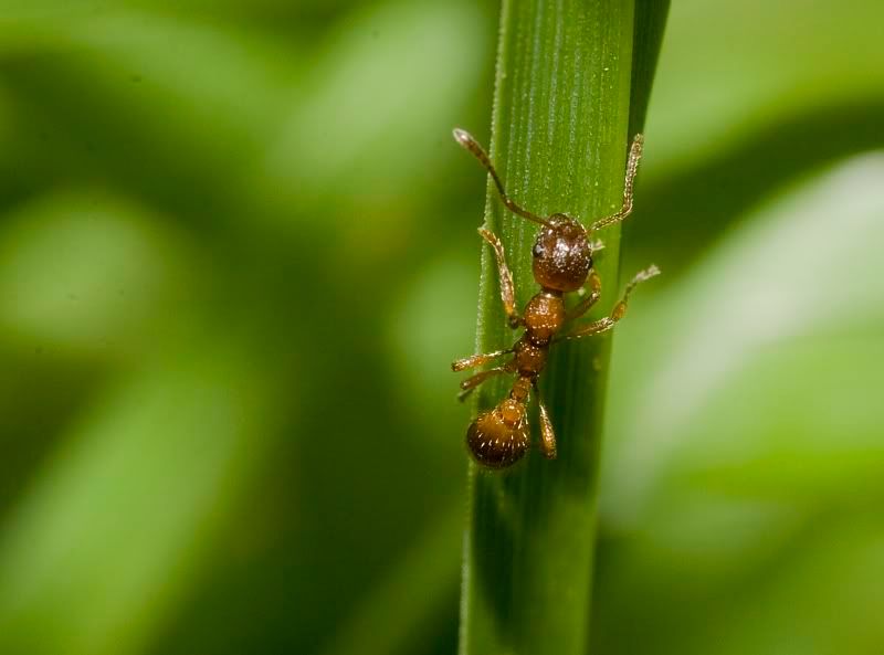 IMAGE: http://i62.photobucket.com/albums/h89/alliec_2006/ant2.jpg