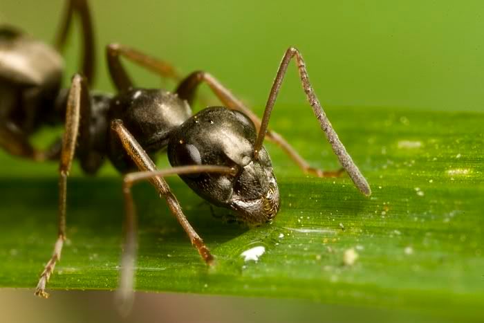 IMAGE: http://i62.photobucket.com/albums/h89/alliec_2006/antpotn2.jpg