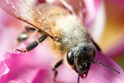 IMAGE: http://i62.photobucket.com/albums/h89/alliec_2006/bee-small.jpg