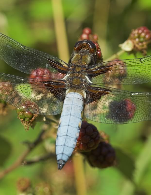 IMAGE: http://i62.photobucket.com/albums/h89/alliec_2006/blue.jpg