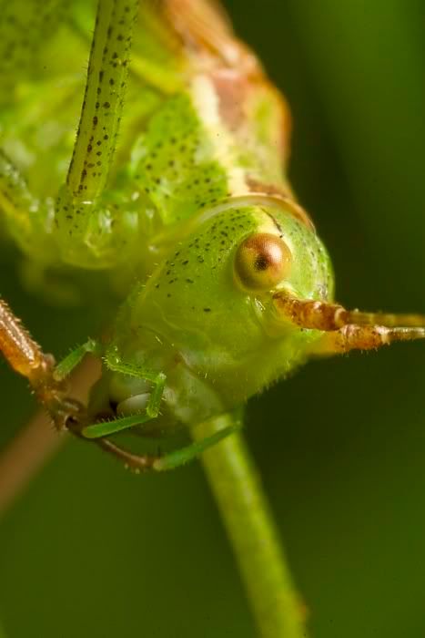 IMAGE: http://i62.photobucket.com/albums/h89/alliec_2006/bush1.jpg