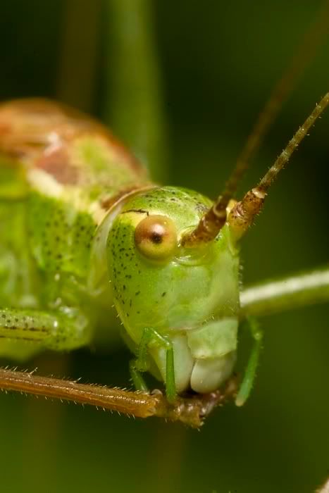 IMAGE: http://i62.photobucket.com/albums/h89/alliec_2006/bush3.jpg