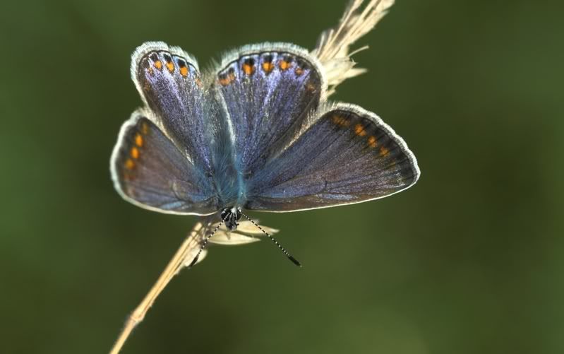 IMAGE: http://i62.photobucket.com/albums/h89/alliec_2006/butterfly3.jpg